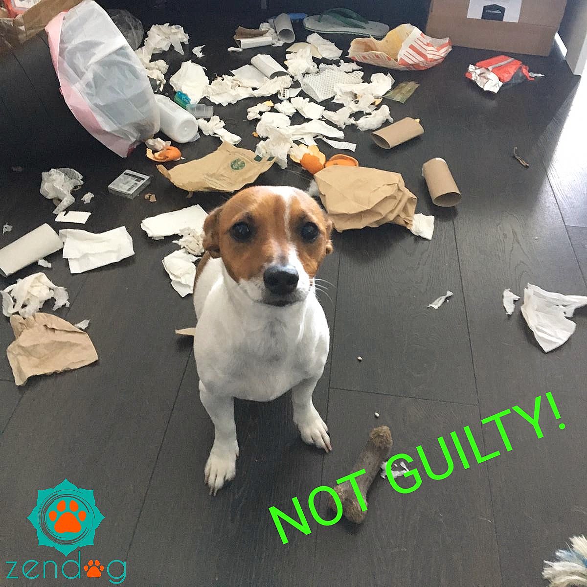 Should we believe #peanut ? #dogsoftwitter
#jackrussellterrier