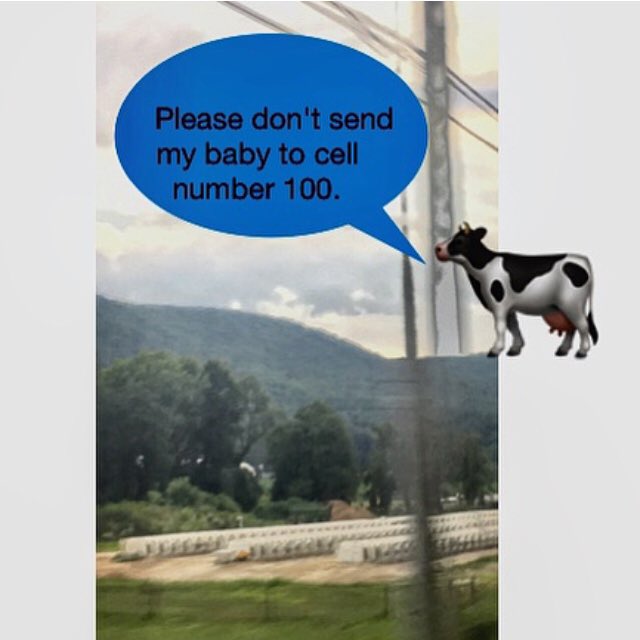 PattyVitamins's tweet image. #vegan #animalrights #stewardsofearth