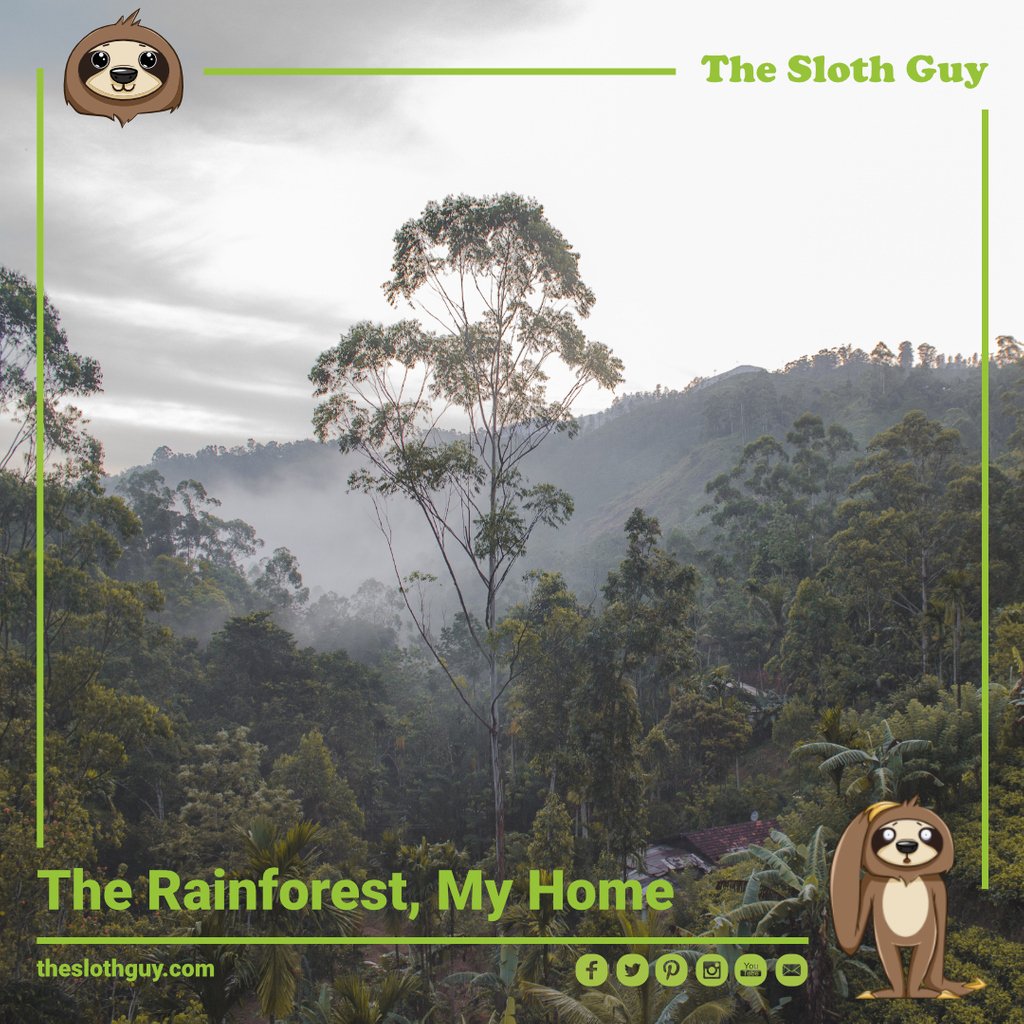 The_Sloth_Guy's tweet photo. #nature #wildlifephotography #travel #animals #adventure #photography #naturephotography #safari #photooftheday #conservation 
 #sloths #slothlife #sloth #instasloth #slothlove #slothlover #animals  #slothy #slothmeme #slothsofinstagram #slothofinstagram https://t.co/JTOGauB9Bs