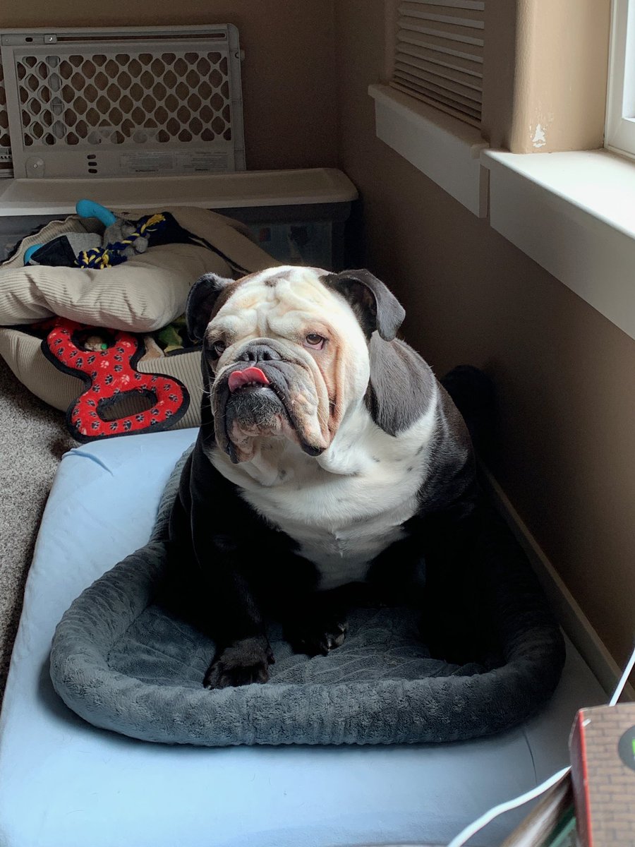 Bobthebulldog3's tweet photo. #kernelsworthit https://t.co/wIiph6YSOx