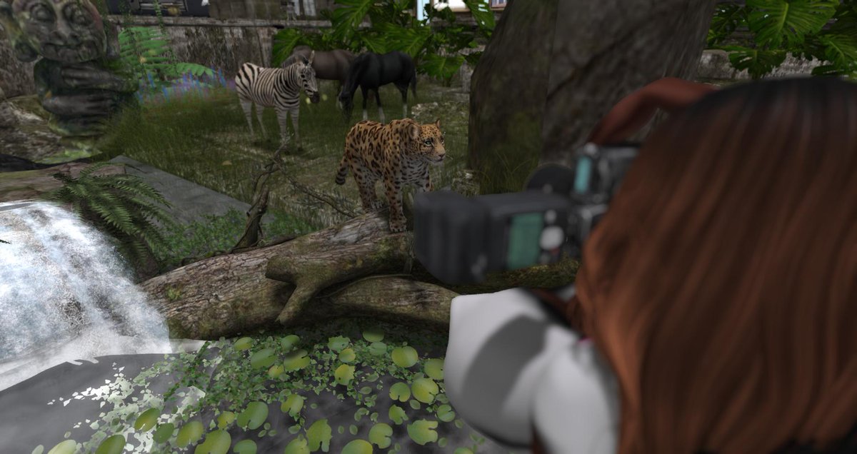 _Icon_Allen_'s tweet photo. Who'd think wildlife were so camera friendly! At the Mysterious paradise event for wildlife. It's a beautiful sim dedicated to saving animals! Come check it out if you want to support the planet. There's also goodies n' stuff! #SecondLife https://t.co/fShCBfWp6Z