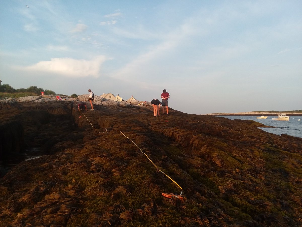 KMBenes's tweet image. Students wrapping up the NETN survey protocol @ShoalsMarineLab #intertidal #longtermmonitoring