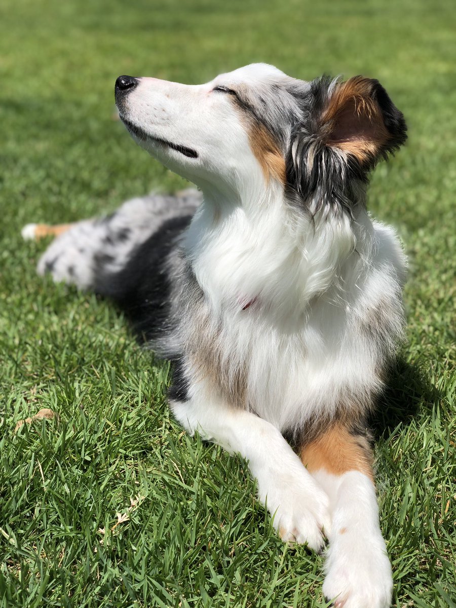 theCoachesJones's tweet photo. Miles was feelin’ the two day school week, and we were too. A great, but tiring first two days of school were the perfect start to the 2019-20 school year! #ourdogshouldmodel #allinhcss https://t.co/RepKk6SDHE