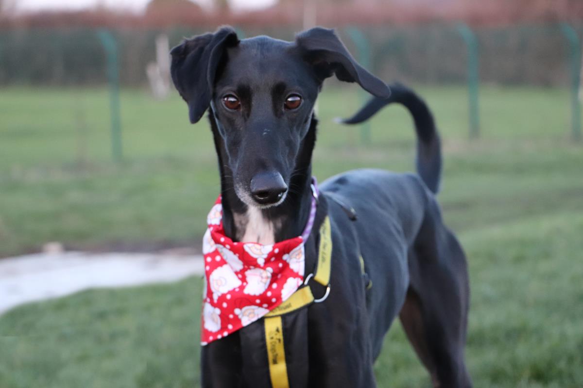 Rammi's tweet photo. This is Jet. He's a superhero at
@DT_Harefield @dogstrust who deserves all the treats and tennis balls in the world. https://t.co/TWnw8Xvl9w #RateGISHDogs @dog_rates https://t.co/51sExu2dwR