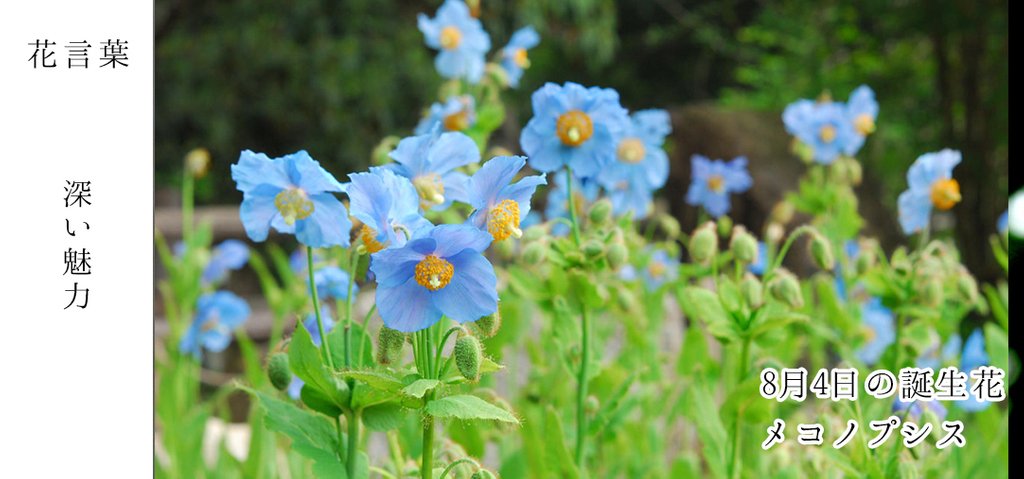تويتر 花キューピット I879 Com 公式 山下智久さんが届けます 母の日特別お届けキャンペーン على تويتر 8月4日の誕生花 メコノプシス お誕生日おめでとうございます 花言葉 は 深い魅力 ヒマラヤの幻の花と呼ばれた美しい青い花 あなたはこんな人