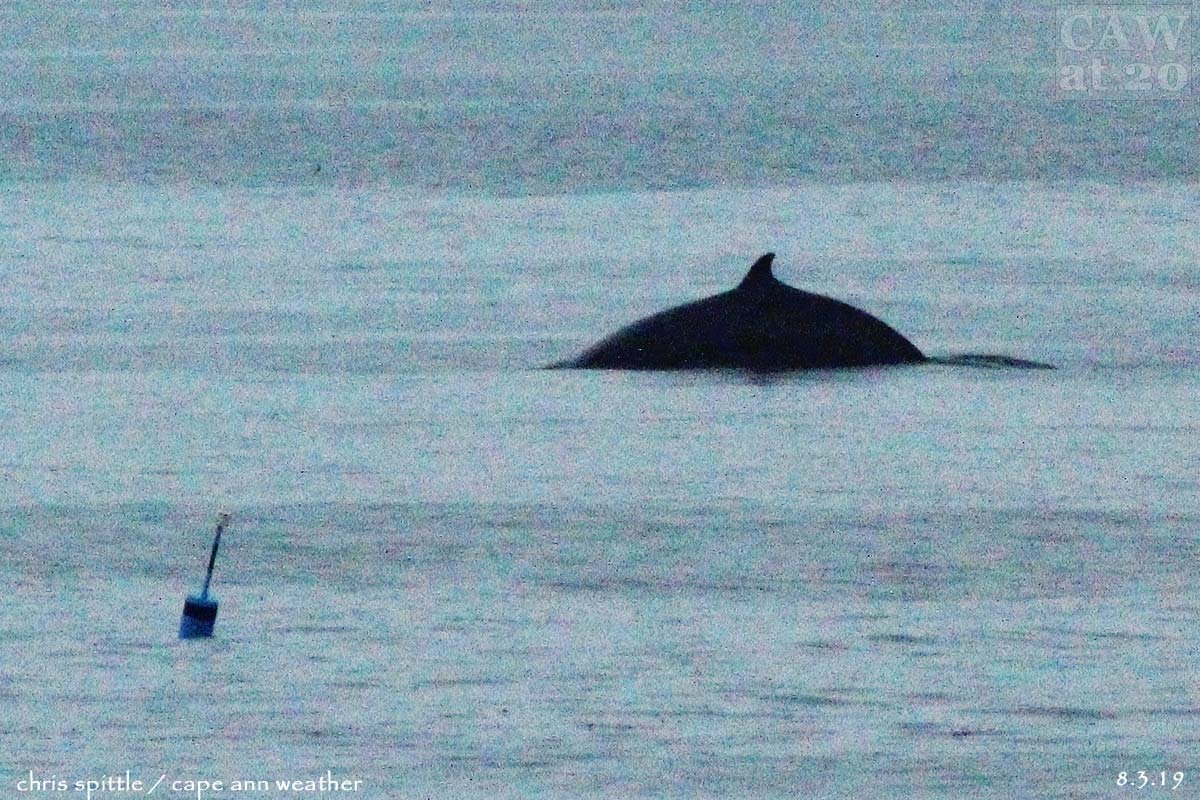 CapeAnnWeather's tweet photo. · Rough day on Canon island today I'll tell ya...
🐋🐋 2 minke whales 100 yards off #HalibutPoint SP surfaced 3 times.
🦜 Green heron at HPSP quarry.
✈️ #BA203, #B777-336 [G-ZZZB]
🌅 Perfect sunset ending from the #CAWat20 OBS Deck, a 285° view of #glosta Harbor.
 #RockportMA https://t.co/vLIyXllzrD