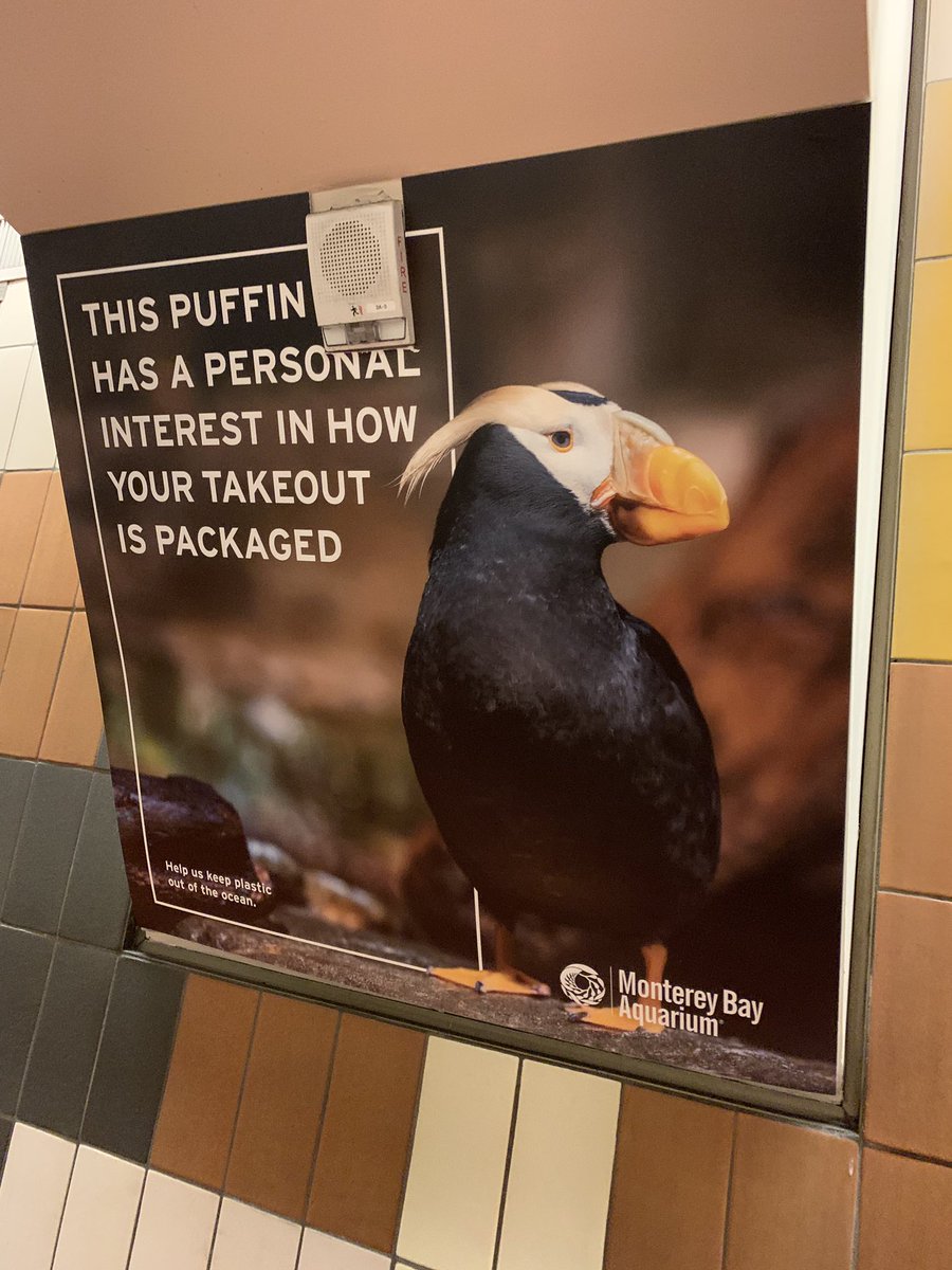 This puffin has a personal interest in how your takeout is packaged.”