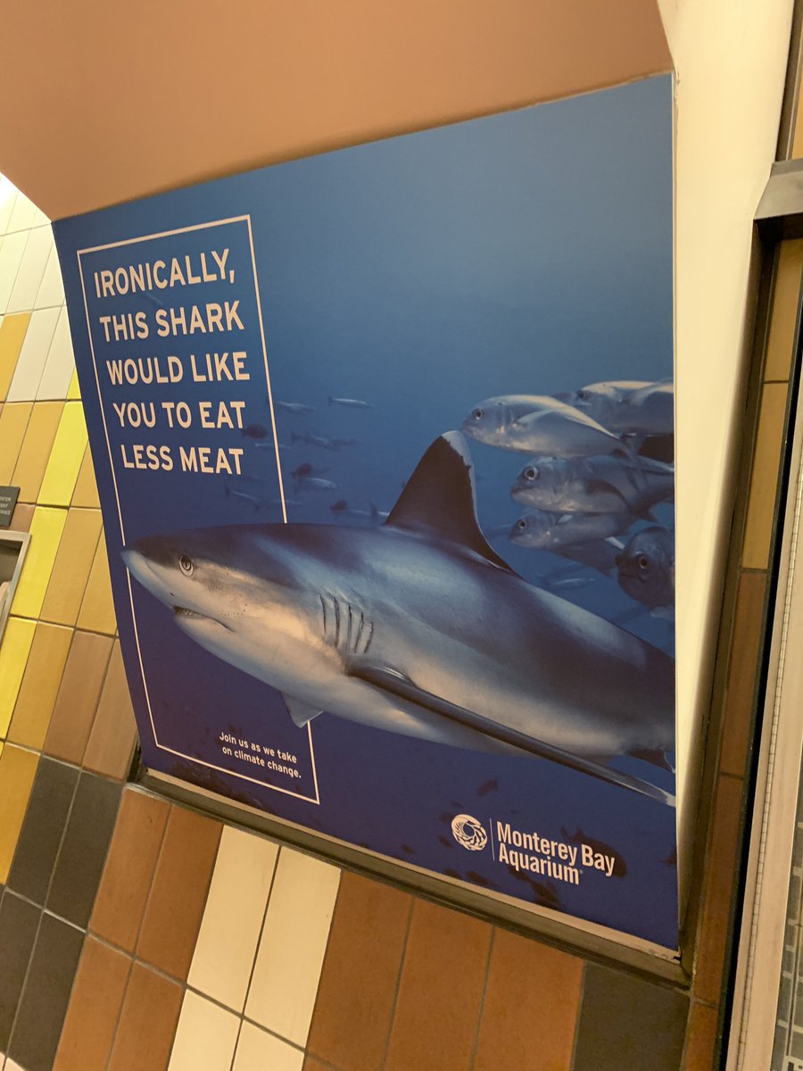 “Ironically, this shark would like you to eat less meat.”