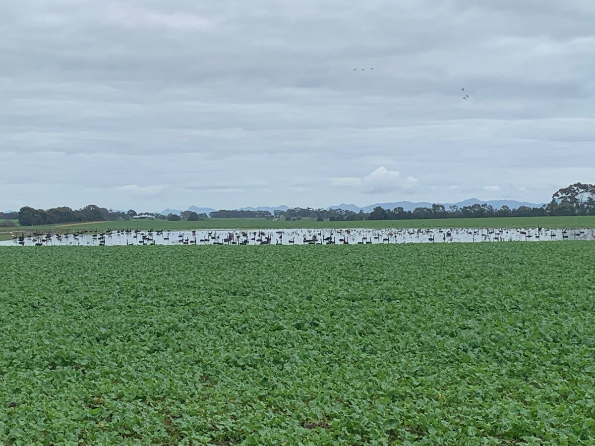 2Stacky's tweet image. The 🦢 word obviously got out that my swamp and canola not a bad place to hang out