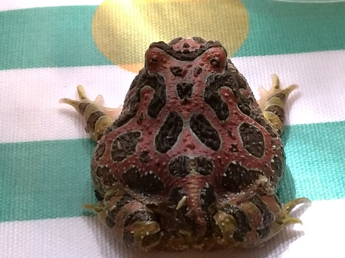 カエルブリード研究所 A Twitter ジャパンレプタイルズショー最終日開場しました 最近滅多に流通しないベルツノガエル ですが中でも赤ベルと呼ばれる全身が赤いベルツノは非常に人気が高く今や激レア品種ですのでこの機会に如何でしょうか 価格もやけくそ超特価販売