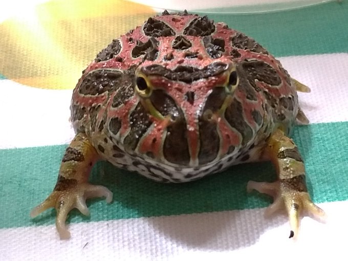 カエルブリード研究所さん の人気ツイート 2 Whotwi グラフィカルtwitter分析 カエルブリード研究所さん の人気ツイート 2 Whotwi グラフィカルtwitter分析