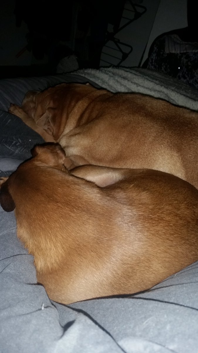 debs_only's tweet photo. Snuggles with my rescue dogs priceless 💜  #rescuedogs 
#loveyourrescuedogs https://t.co/jETzkg4sYv