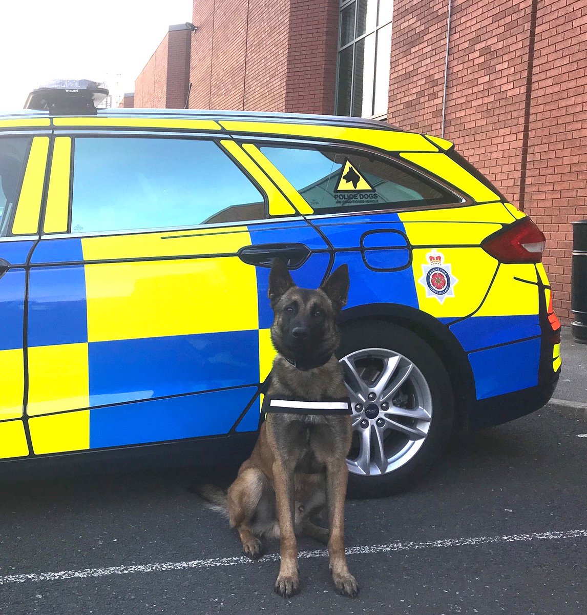 LancsPolDogUnit's tweet photo. Following a serious assault in Leyland tonight, PD Rico was deployed to search the area. Rico searched and located two items, one believed to be the weapon involved. They have now been recovered by CSI. #T3Dogs https://t.co/QQJP8ruf9U