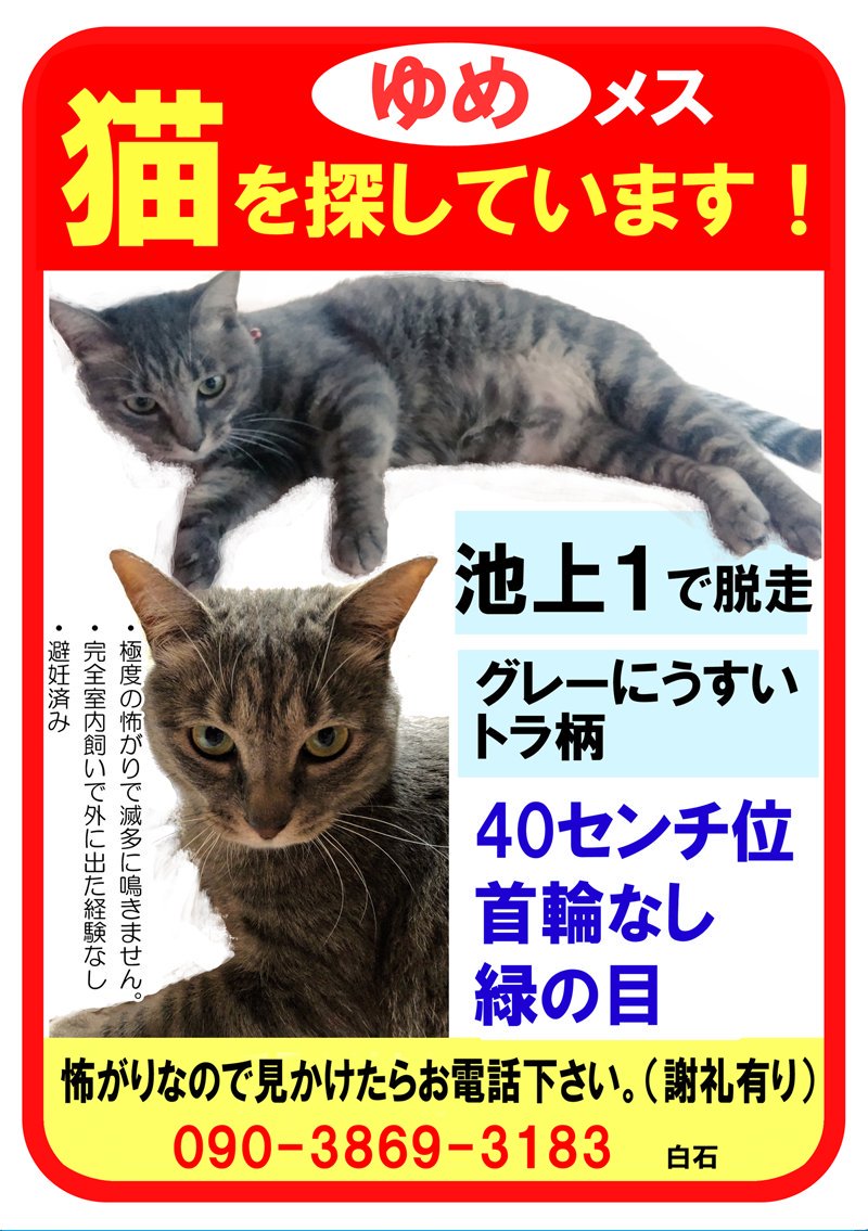 aneki1129's tweet photo. 8月1日22時。マンションの駐車場で脱走。
その後現場近くでグレーの猫を見たという情報があり、8月3日21時にマンションの駐輪所でゆめちゃんを目の前で目視できましたが逃げてしまい捕獲器を設置しましたがまだ確保できていません。https://t.co/tDrjxXxP99 #拡散希望 #迷子猫 #迷いネコ #神戸市西区 https://t.co/mxmrhYmxel