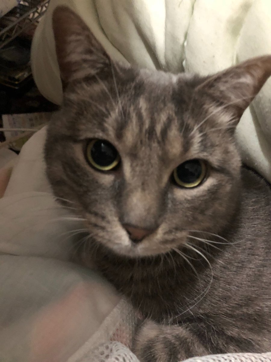 aneki1129's tweet photo. 8月1日22時。マンションの駐車場で脱走。
その後現場近くでグレーの猫を見たという情報があり、8月3日21時にマンションの駐輪所でゆめちゃんを目の前で目視できましたが逃げてしまい捕獲器を設置しましたがまだ確保できていません。https://t.co/tDrjxXxP99 #拡散希望 #迷子猫 #迷いネコ #神戸市西区 https://t.co/mxmrhYmxel