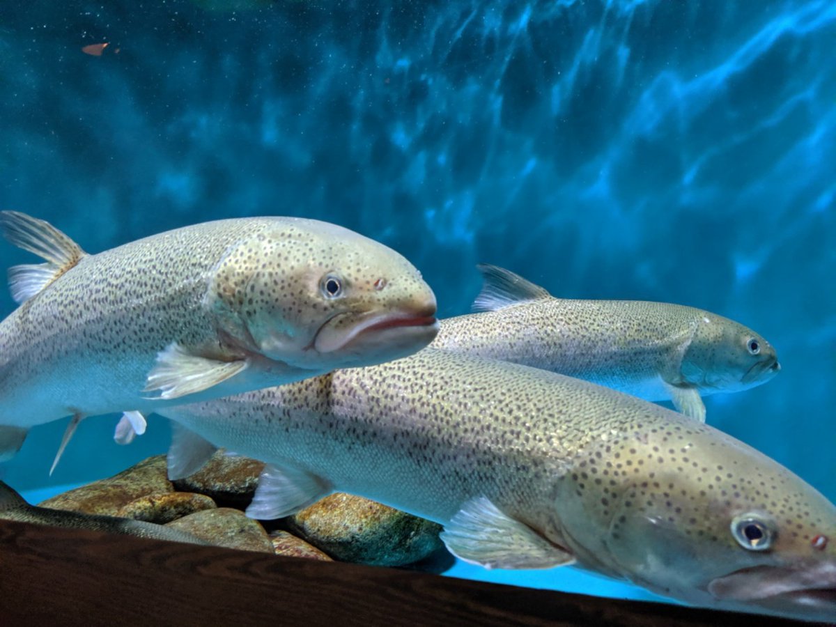 みてい イトウ 漢字で書くと魚編に鬼 産卵後も死ぬことなく 一生の間に何回も産卵を繰り返す 世界淡水魚園水族館 アクア トト ぎふ 岐阜県各務原市川島笠田町