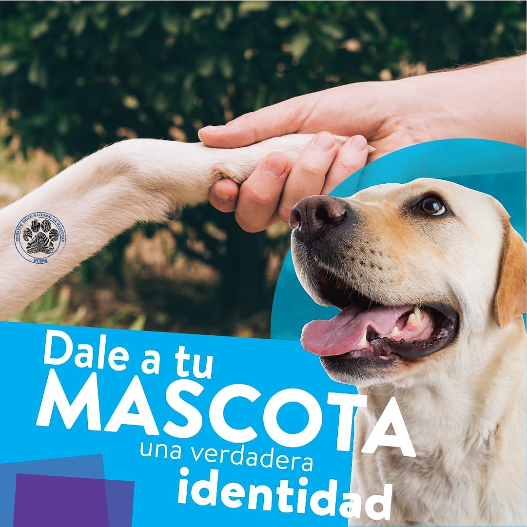 RUNM_OFICIAL's tweet photo. Cada mascota tiene su propia identidad. @runm_oficial
.
.
#Mascotas #Mascotaspérdidas #Mydog #mascotasconestilo #4patas #Migato #Guarderia #Veterinarios #IdentidadAnimal #EjeCafetero #Manizales #Cali #Pereira #Armenia #Runm #RegistroÚnicoMascotas
#RegistroUnicoNacionaldemascotas https://t.co/EKd6qo5CRB