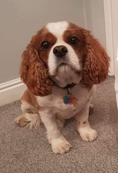 Any operations booked from now for 8th or Friday 9th August will get a year's subscription to our Well Pet Club for that pet meaning no consultation charges until next year! Obviously this is a first come first served offer as once our kennels are full they're full. Please share.