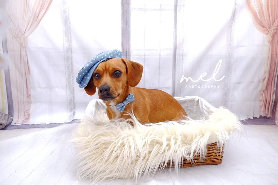 Please adopt me ❤ Nigel (Western Cape)

Age: 10 month (DOB 00.11.2018)
Sex: Male
Breed:  Tan Dachshund cross 
Character:  Confident, energetic
Toddler Friendly: Yes
Notes: Must have canine company
Adoption Fee: R950.00
Email cdradoptions@gmail.com
#adoptdontshop #dachshund