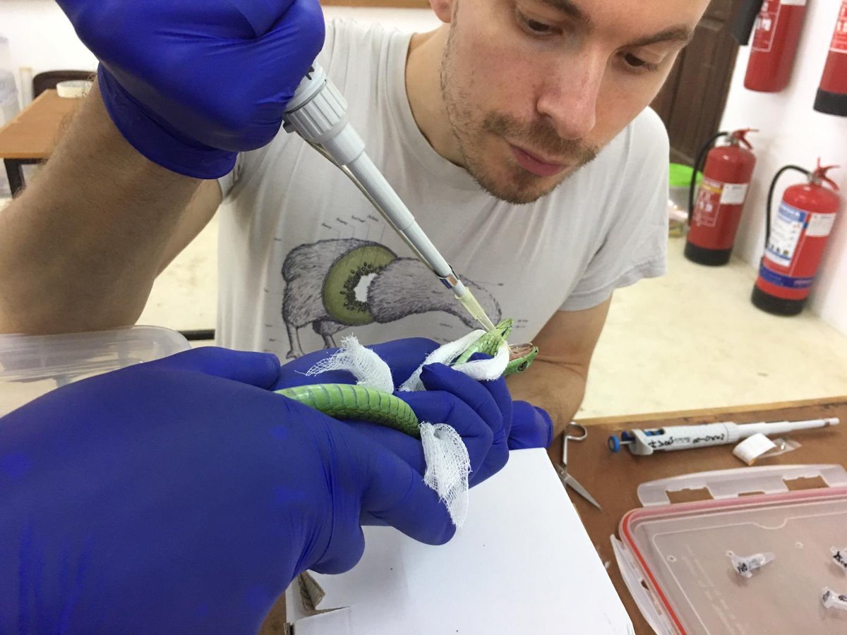 TNWJackson's tweet photo. Milking a boomslang in Watamu, Kenya, a couple of weeks ago. #venom #research #avru #bioken #royjanslegacy https://t.co/2YyklgsCjX