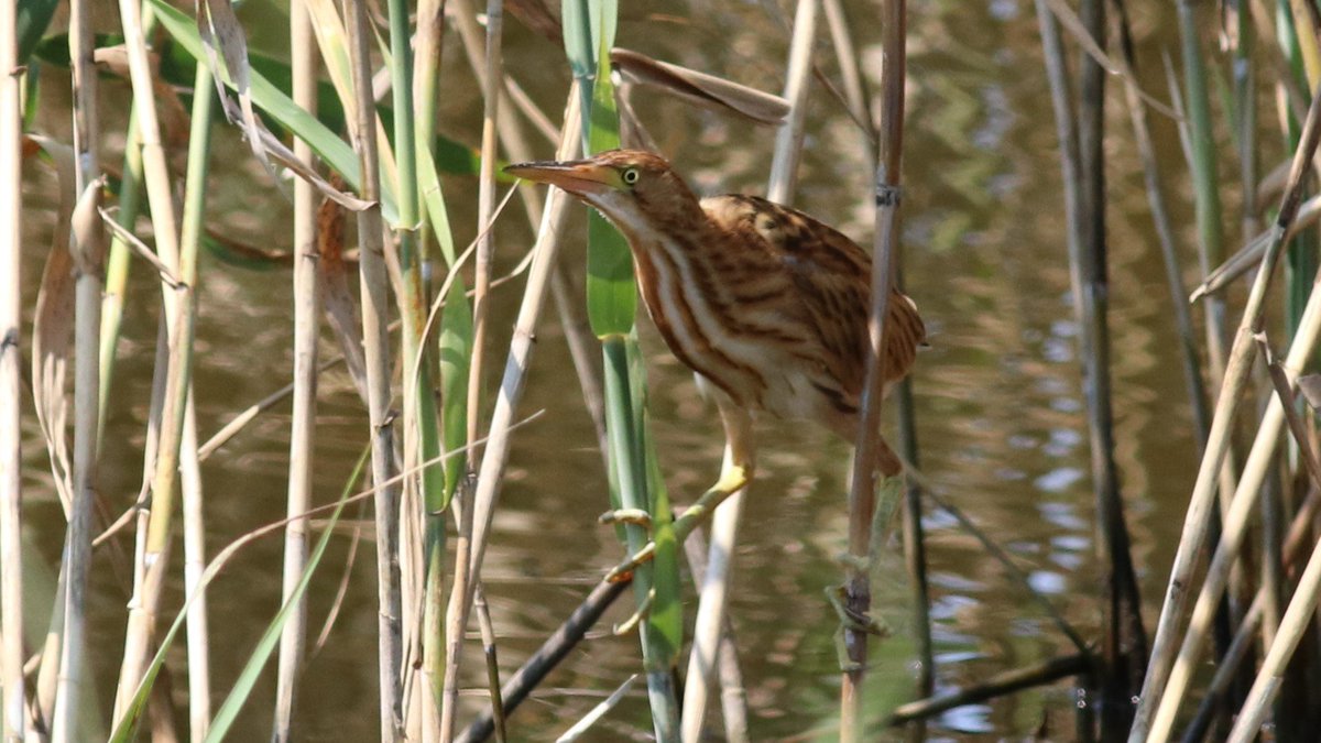 葦の隙間に潜んでいた。 #野鳥 #ヨシゴイ
Hiding in the reed thicket. #WildBirds #YellowBittern