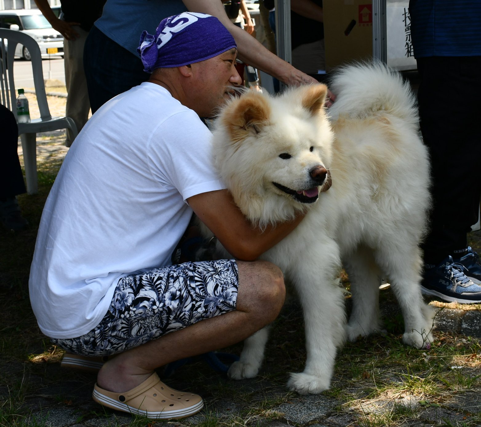 鰺ヶ沢町役場 第5回秋田犬長毛犬わさお大賞コンテスト 本日 海の駅わんど駐車場で わさお大賞コンテスト が開催され 県内外から14頭の長毛犬が出場しました わさおは審査員 ちょめは出場犬としてコンテストを盛り上げました 鰺ヶ沢町 わさお
