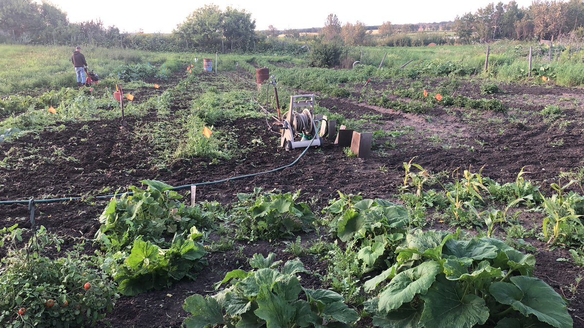 KarlOesch's tweet photo. Really wishing there was an advanced weed control program for gardens. #MyFirstGarden #MightHaveToPickleAFewThings https://t.co/y7M53YB383