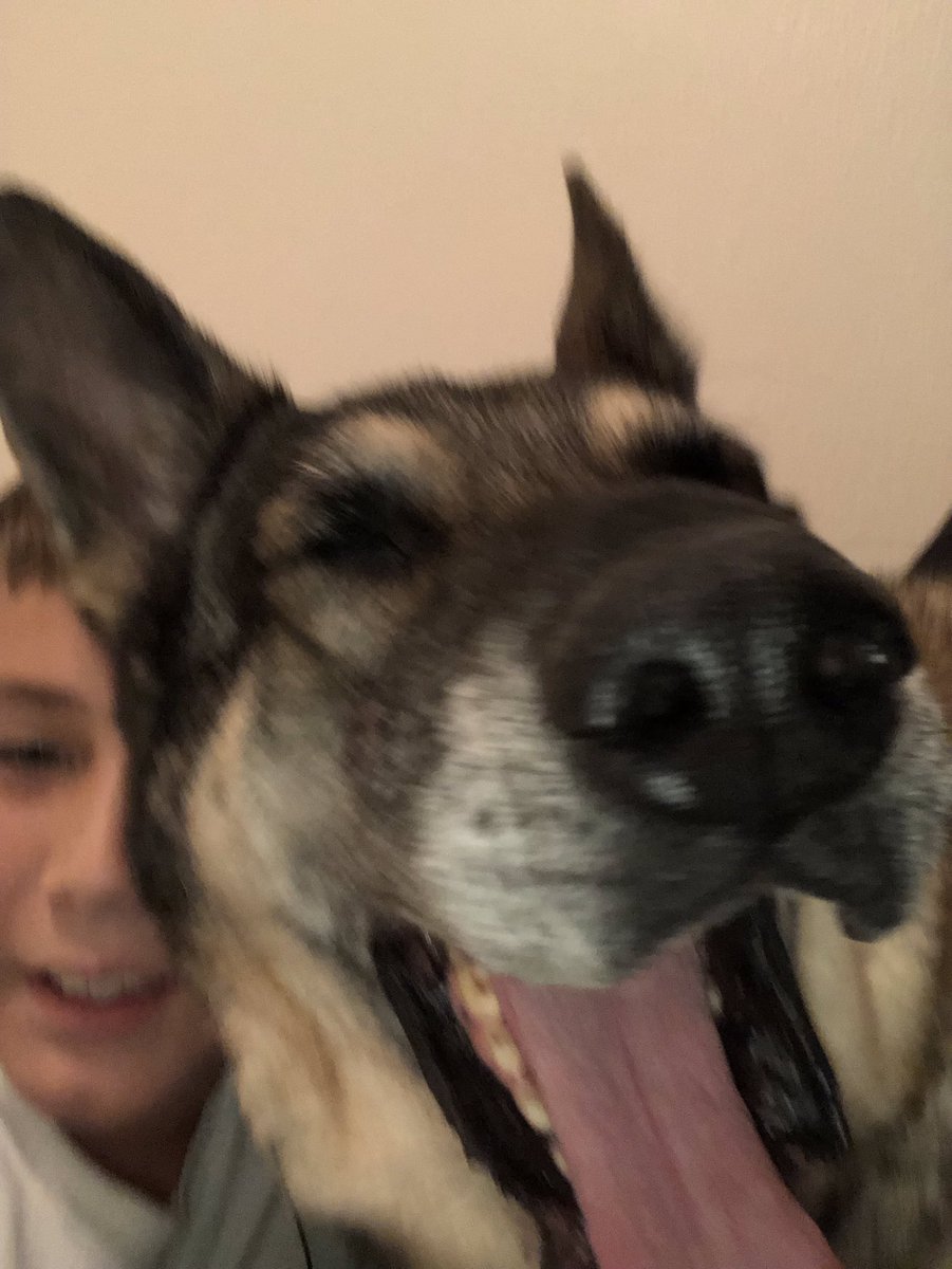 DFWRoxie's tweet image. I. Do. A. Yawn. #AdoptDontShop #MansBestFriend #GSDofTwitter