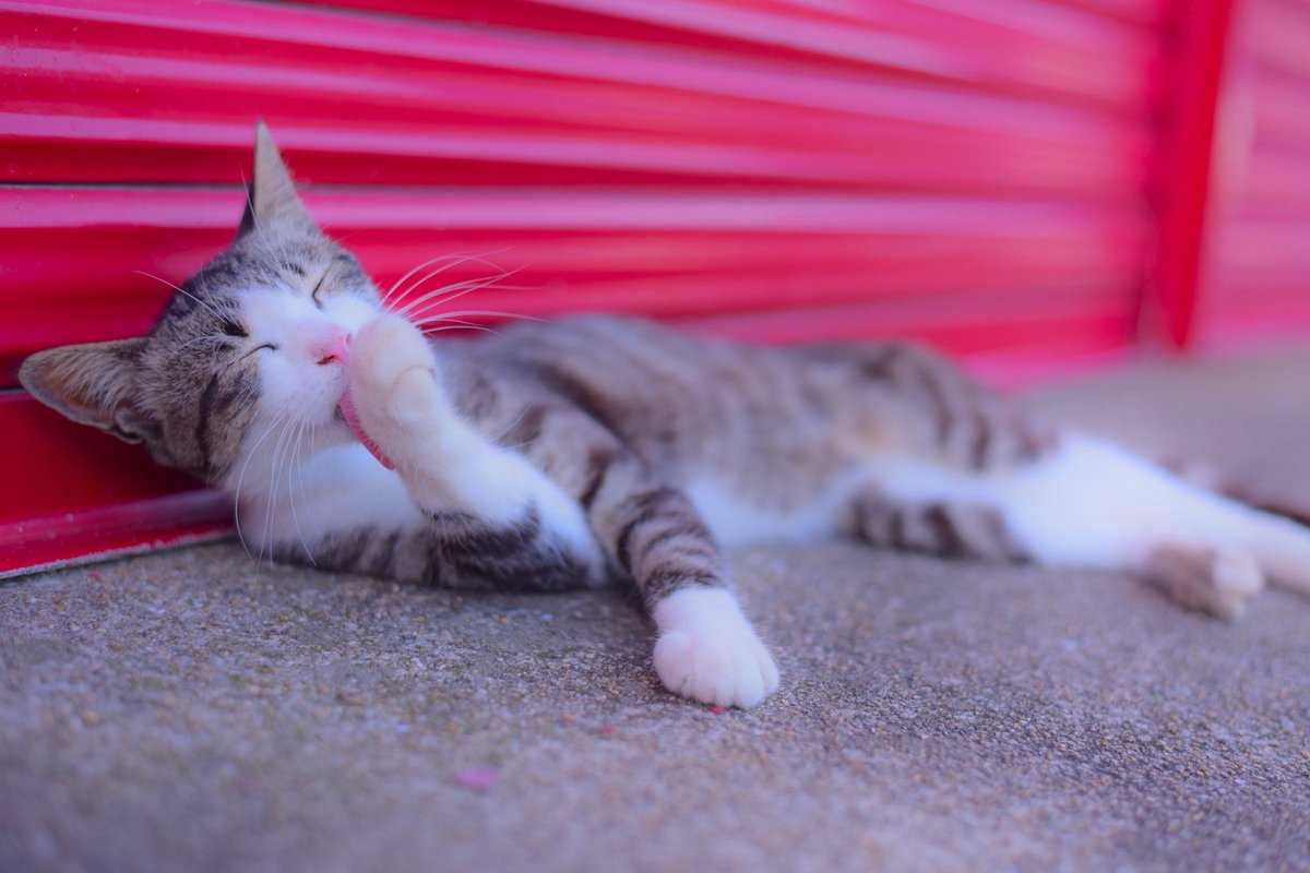 Shinto_Kuroda's tweet photo. 20190804
福岡県 相島
博多からでも１時間ぐらいで行けちゃう「猫アイランド」として周知されてる島。港付近には特にたくさんの猫ちゃんたちがいて、東側のめがね岩や小学校前の小さな海水浴場もいい感じ（久しぶりに泳ぎすぎて肩火傷状態）また秋にでもゆっくり行こうかな https://t.co/Yy5hLNqcEi