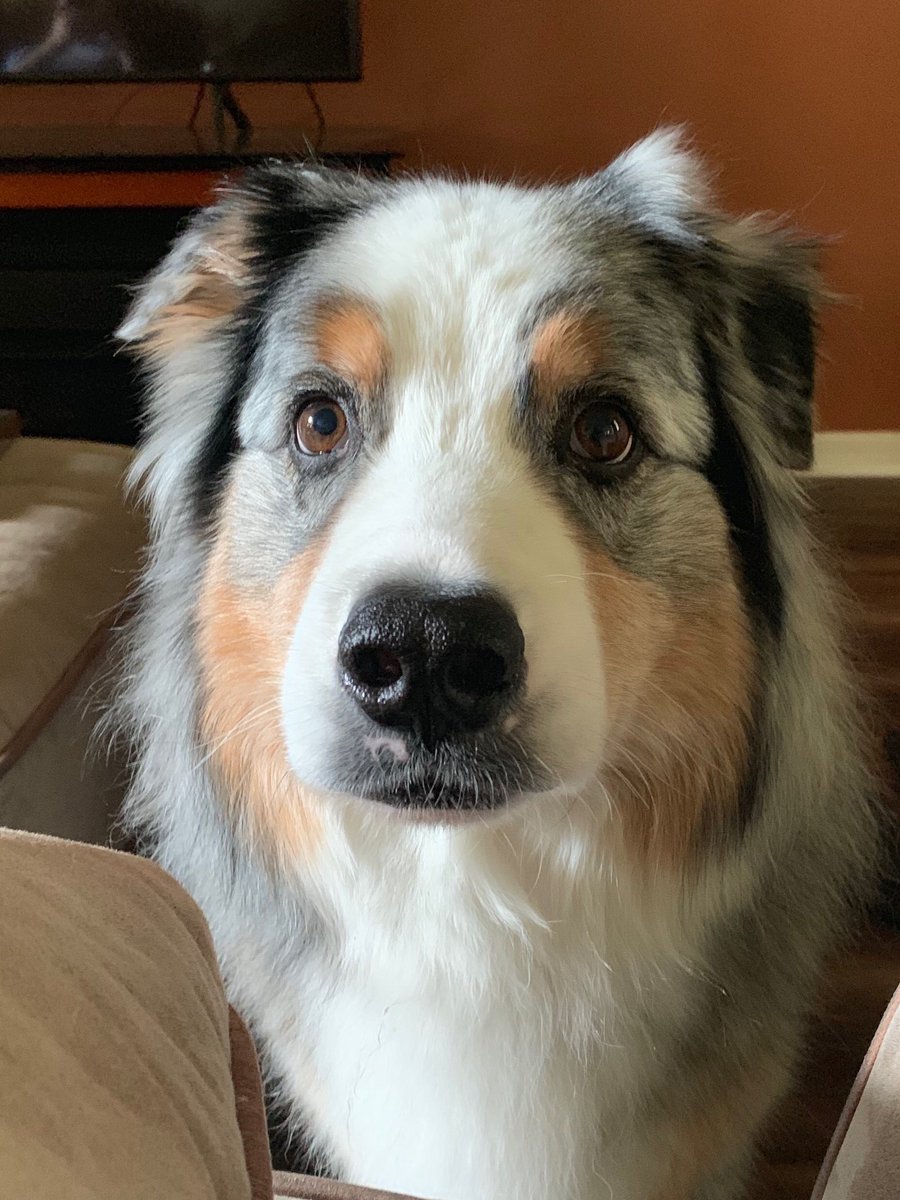 pattontheaussie's tweet photo. Hiiiiiiiii!!!!  @aussiesdointhgs #aussielove #australianshepherd #dogsofinstagram #aussiesofinstagram #fluffy #dog #cute #hello @dog_rates https://t.co/h6g4GL3g9y