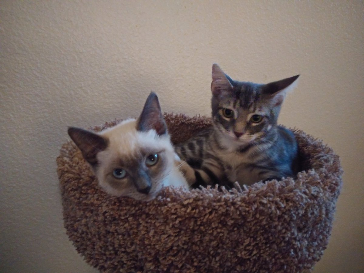 LudwigLynn's tweet photo. @bpridgeo No such thing as too many #catshots. #catsoftitter #adoptdontshop #rescuecats https://t.co/Gl7FddGMKE