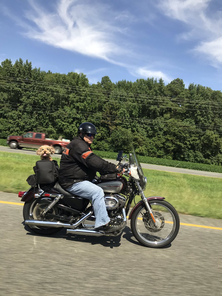 photorespirate's tweet photo. YEAH maybe I already posted this on Instagram but EVERYONE needs to see this dog on a motorcycle wearing goggles https://t.co/zQdpLDmvrv