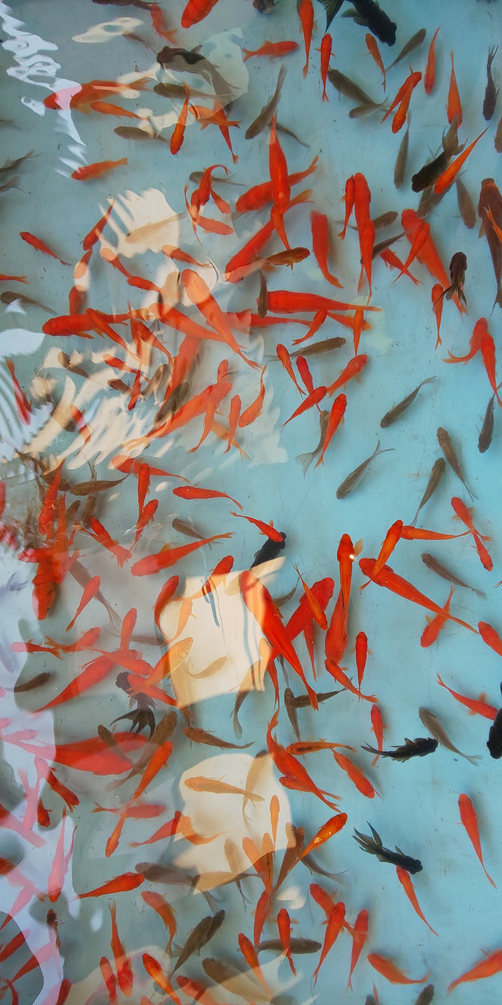 金丸釣具店 店長 大洗で夏を満喫しませんか 黄門祭り 2日目 金魚すくい道にて 参加中です 高級メダカすくいもやってます T Co 5fc67nbsfz 黄門祭り 金魚すくい 金魚すくい道 Oarai 黄門祭り 水戸 Mito メダカすくい