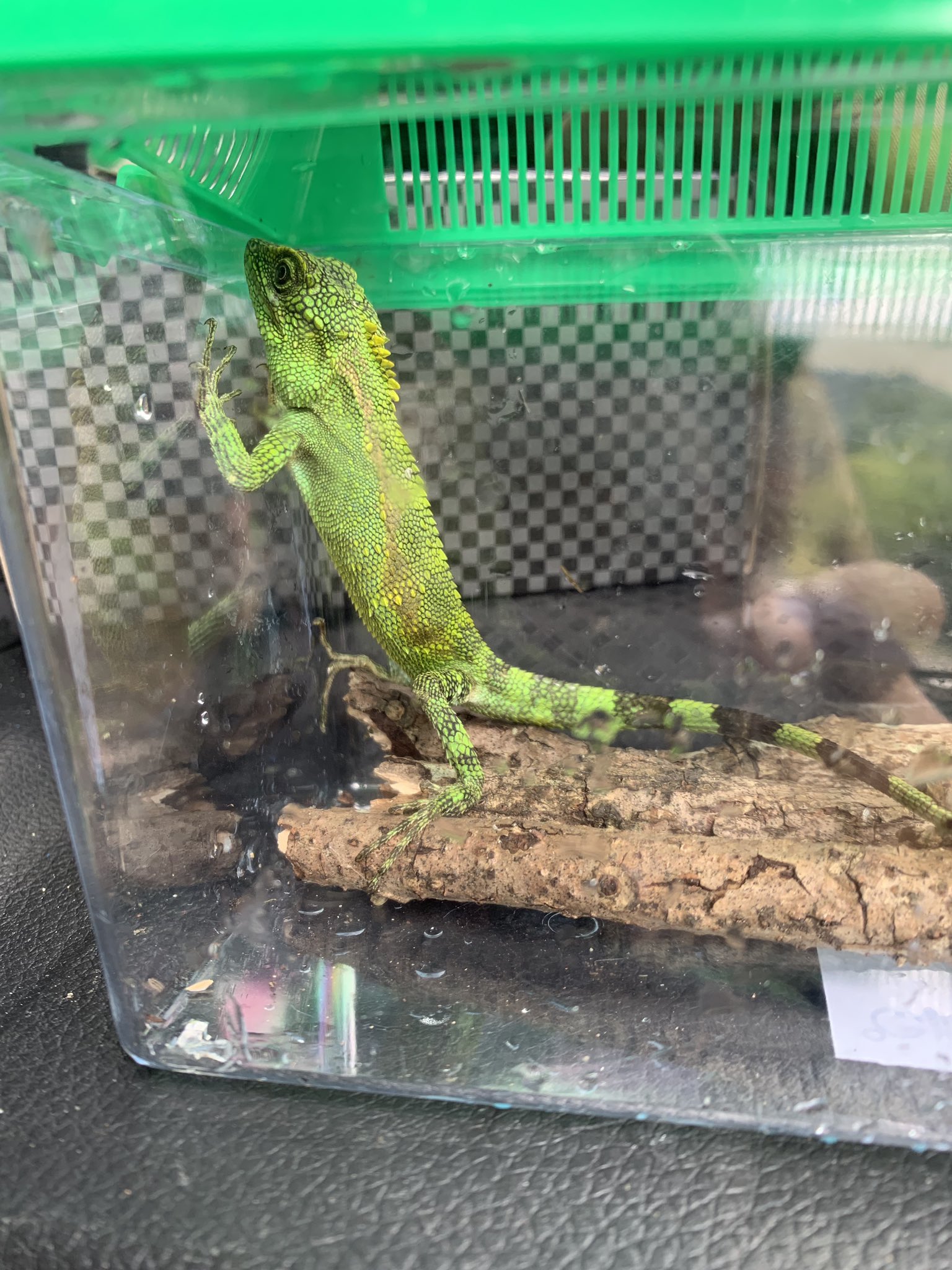 新 うわラボ 採取に来ててオキナワキノボリトカゲを捕まえたんだけどこれは飼っていいの 採取場所は鹿児島県本土です T Co Gybf9vcnnz Twitter