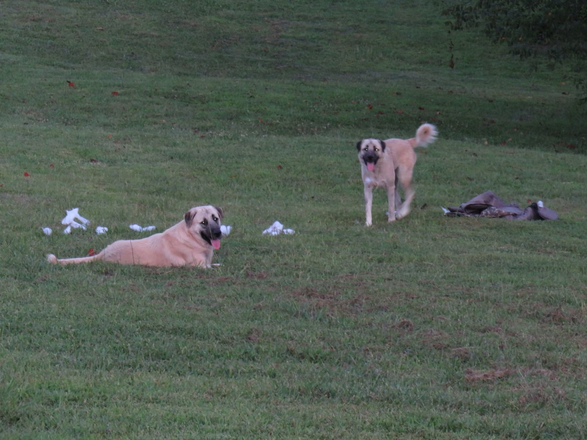 AnatolianGal's tweet photo. Tenn drug the sleeping bag out again and Honey shredded it. 😒😡
#DestructoDogs https://t.co/gf6M5itLCI