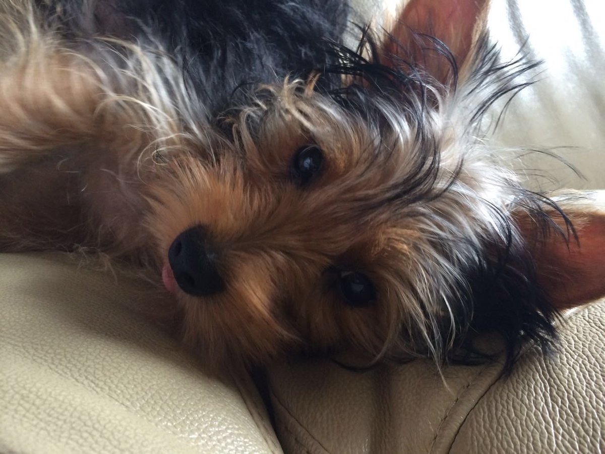 DanielOsio7's tweet photo. Mike🐶❤️🤪🙈 https://t.co/V6nRMtvBBG