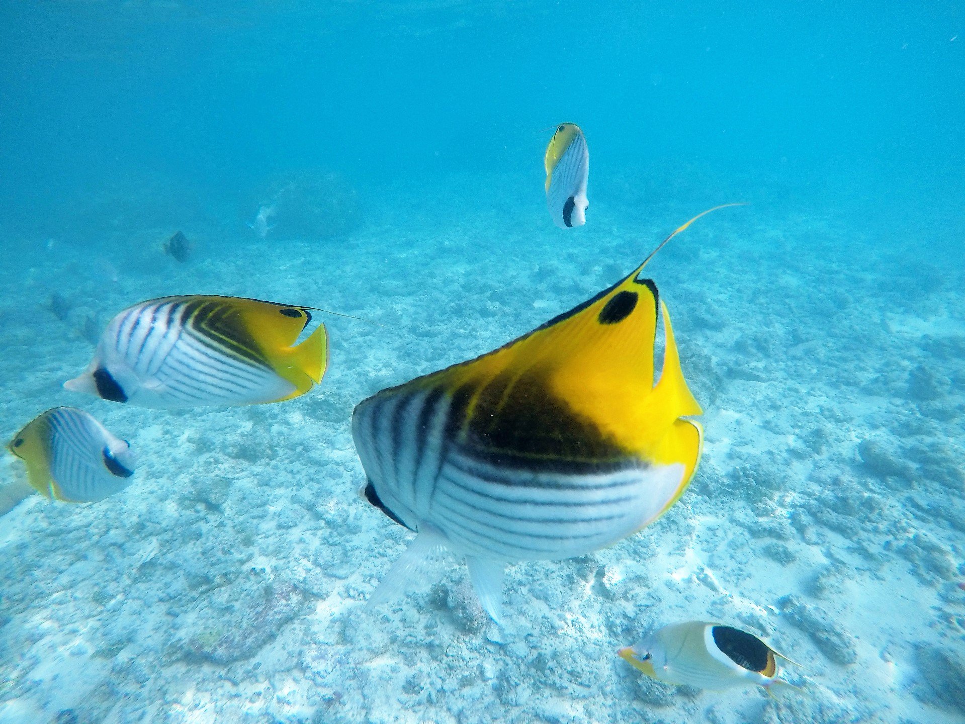 梓弓 En Twitter 遊泳するタヒチの熱帯魚 タヒチ島は 美しい海と高い透明度からスキューバダイビングが楽しめる タヒチ島は 南太平洋に分布する仏領ポリネシアのソシエテ諸島にある 熱帯魚 海水魚 南太平洋 タヒチ島 フランス領ポリネシア T Co
