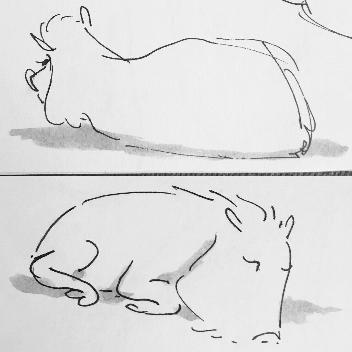 I especially love spotting animal behavior that's familiar/human, like a parent cleaning their kid and the kid resisting ?