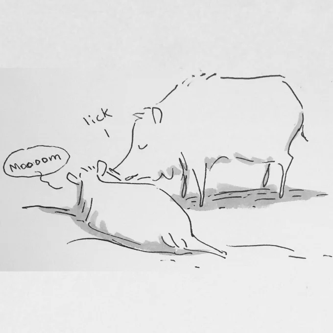 I especially love spotting animal behavior that's familiar/human, like a parent cleaning their kid and the kid resisting ? 