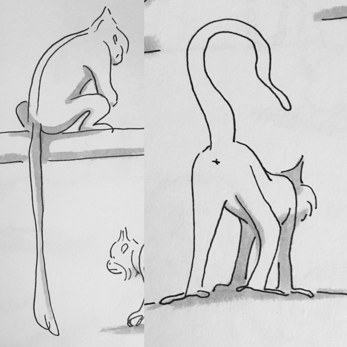 I saw so, so many monkey buttholes today. 
