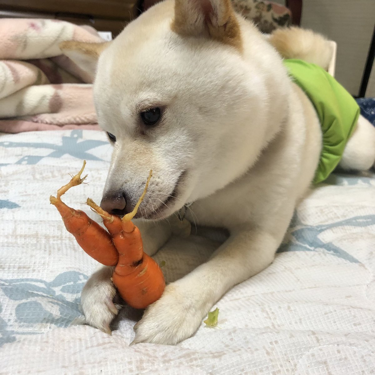 pixel_tera's tweet photo. TIL: carrots are combined toys and treats 
#dog #shiba #labrador #mix #cute #instadog #mameshiba #犬 #芝 #豆柴 #ラブ #ミックス #雑種 #carrot https://t.co/oumy3nVhxQ