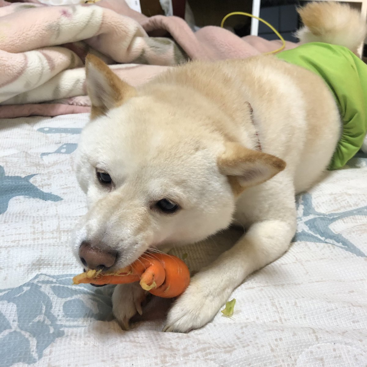 pixel_tera's tweet photo. TIL: carrots are combined toys and treats 
#dog #shiba #labrador #mix #cute #instadog #mameshiba #犬 #芝 #豆柴 #ラブ #ミックス #雑種 #carrot https://t.co/oumy3nVhxQ