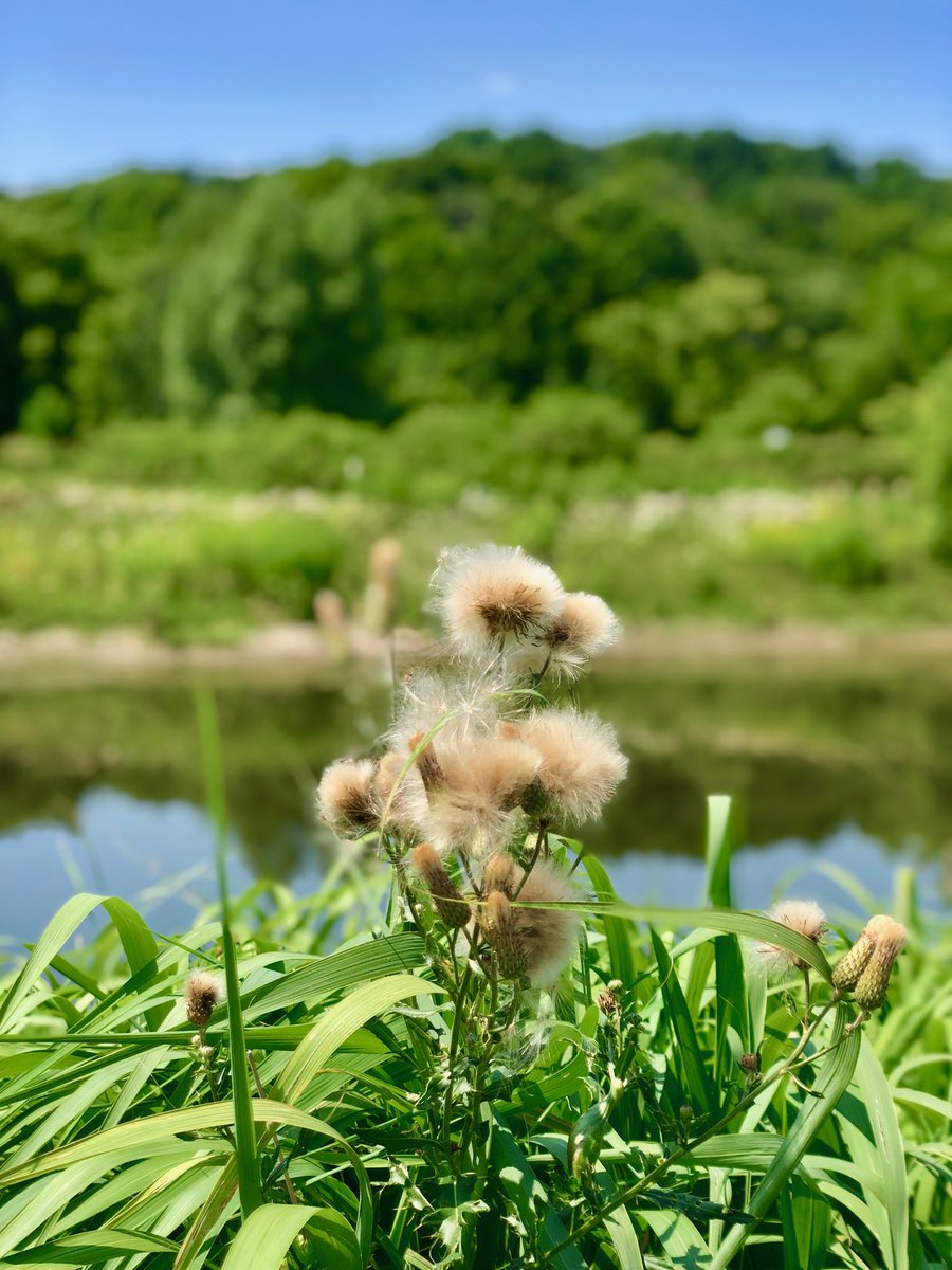 artsavinghearts's tweet photo. “When we connect with #nature, we #connect with #life, #ReflectionsSeries” https://t.co/NOoYyZyNrE