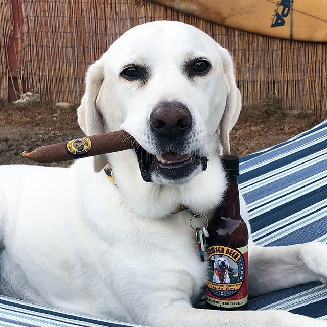 haoleboysurfs's tweet photo. Saturday night paw-tay at my house 🍻!! Thank you @bowserbeer for making me August Dog of the Month #yewww
Beer & Stogies on me!! P.S. The label 🙌🏻🧡 .
.
#standwithhaole #ambassadog #surfdoghaole #beerfordogs #over21 #bowserbeer #cancercansuckit #warr… https://t.co/Y2N3NjLKQv https://t.co/AHhJeNizGg