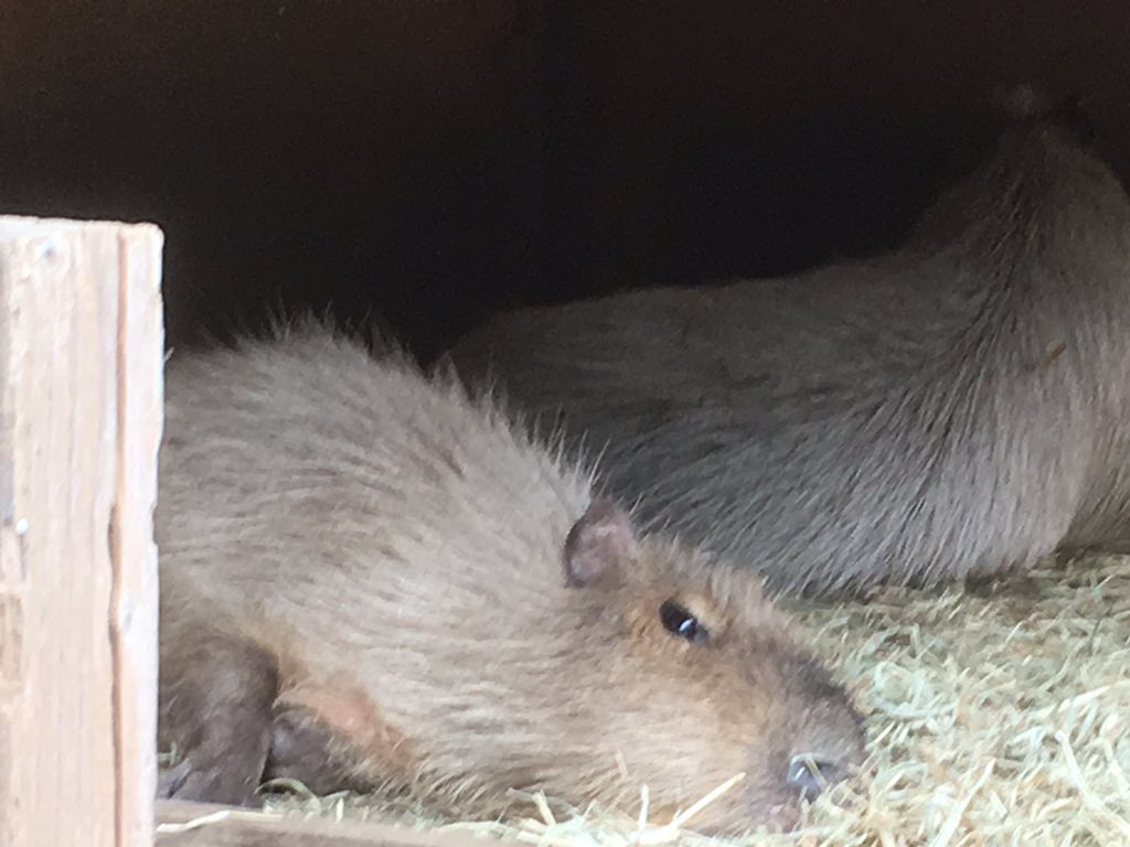 تويتر いたふ على تويتر なんと入場無料です チェリーちゃんは怪我とのこと お大事に 大宮公園小動物園 カピバラ 尻尾はない T Co Ey0by8ivir تويتر いたふ على تويتر なんと入場無料です チェリーちゃんは怪我とのこと お大事に 大宮公園小動物園 カピバラ 尻尾はない T Co Ey0by8ivir