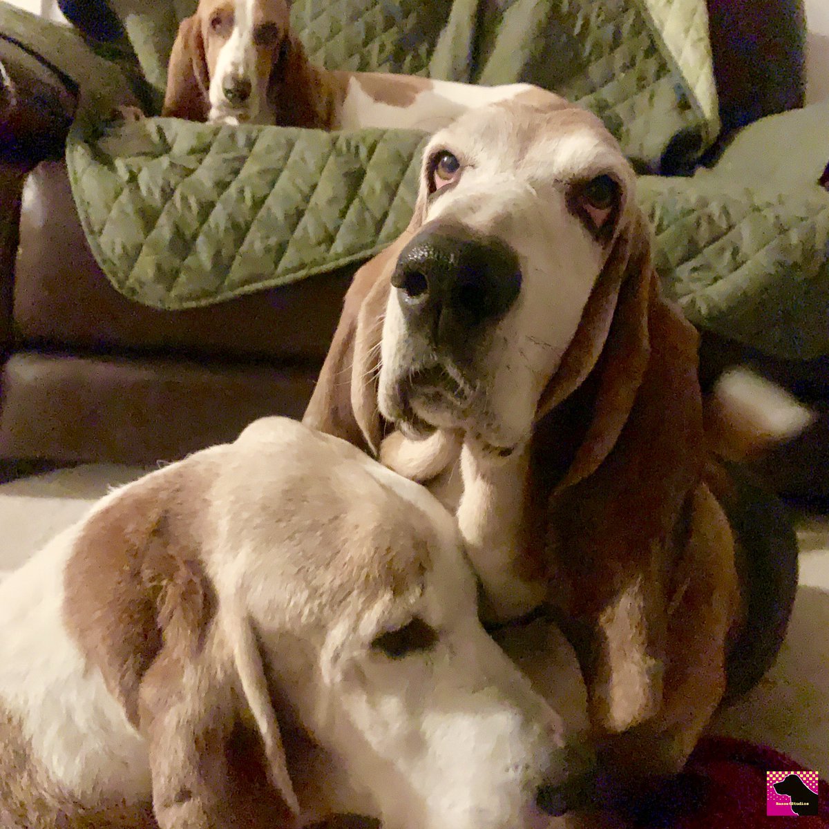 Update: So glad I get to share more good news! Baxter has started walking around and “talking” more!! He still has nearly a week’s worth of antibiotics, but it’s still such a relief to see him feeling better. I know all the love and prayers yall have been sending has helped💜💜💜