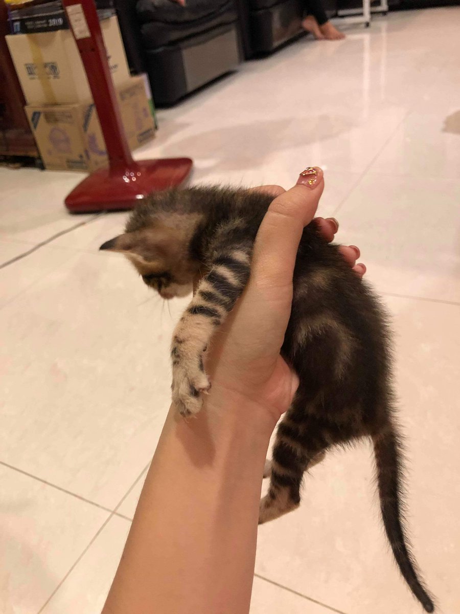 𓏤 🍴˗ˏˋ นุชภัทรร ˎˊ˗ ♡̫ ⸋ tweet media