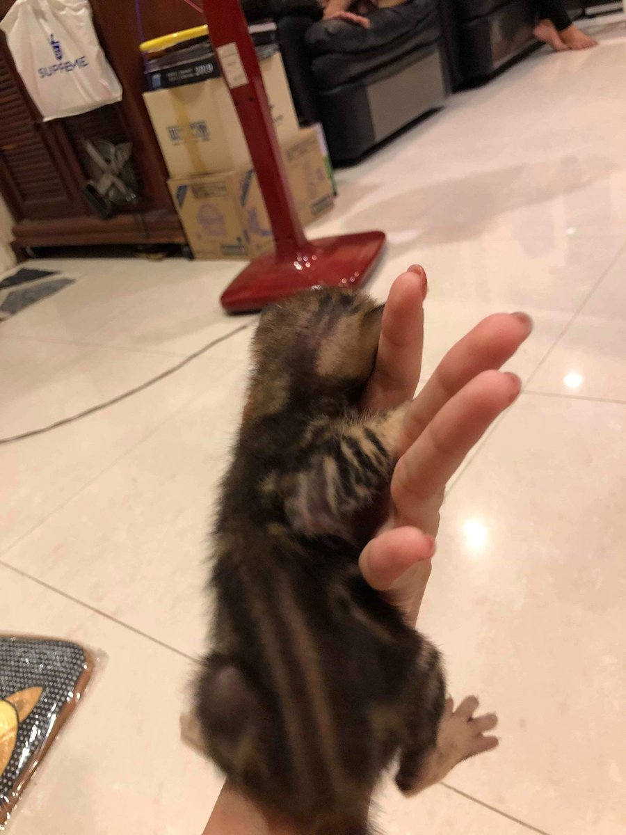 𓏤 🍴˗ˏˋ นุชภัทรร ˎˊ˗ ♡̫ ⸋ tweet media