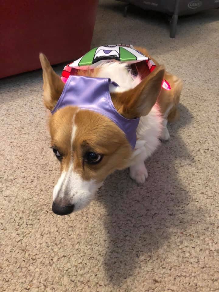 NateBlanchett's tweet photo. My dog niece is too thicc for her new Halloween costume and is feeling pretty bad about herself over it. I hate the body shame she feels because of society’s unrealistic standards #AllDogsAreBeautiful #ToInfinityAndBeyond https://t.co/VjWizXsWDf