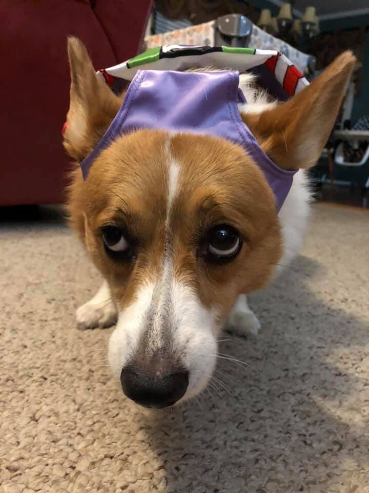NateBlanchett's tweet photo. My dog niece is too thicc for her new Halloween costume and is feeling pretty bad about herself over it. I hate the body shame she feels because of society’s unrealistic standards #AllDogsAreBeautiful #ToInfinityAndBeyond https://t.co/VjWizXsWDf